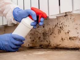 Professional Mold Removal Services in Palmyra, WI